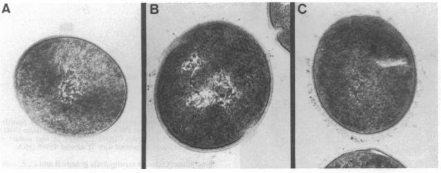 graphic file with name pnas00289-0400-a.jpg