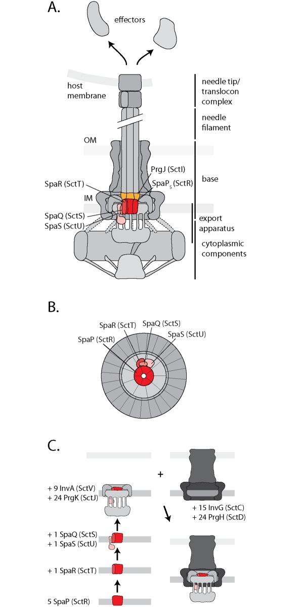 Fig 7