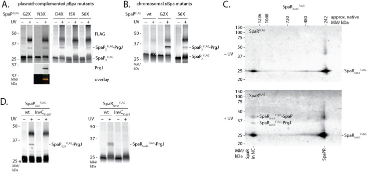 Fig 5