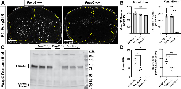 Figure 1—figure supplement 1.