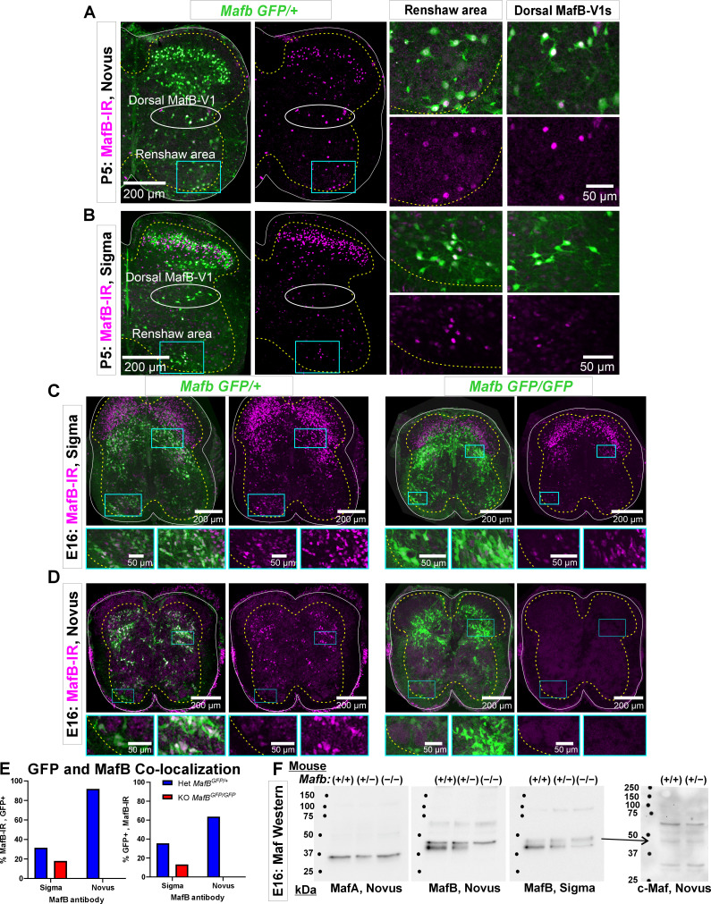 Figure 1—figure supplement 2.