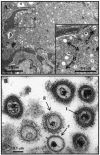 FIG. 1.