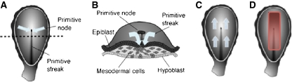 Fig. 5