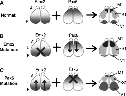 Fig. 7