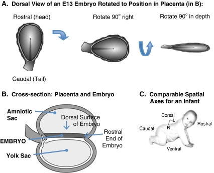 Fig. 4