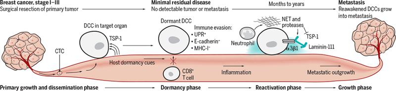 Dormant DCC immune evasion and activation to form metastasis