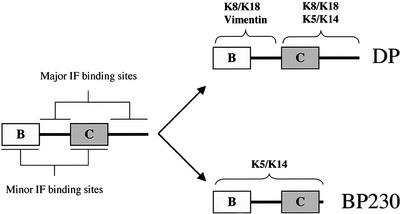 Figure 12.