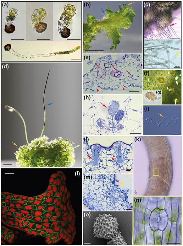 Fig. 2: