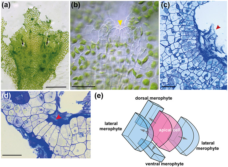 Fig. 4 :