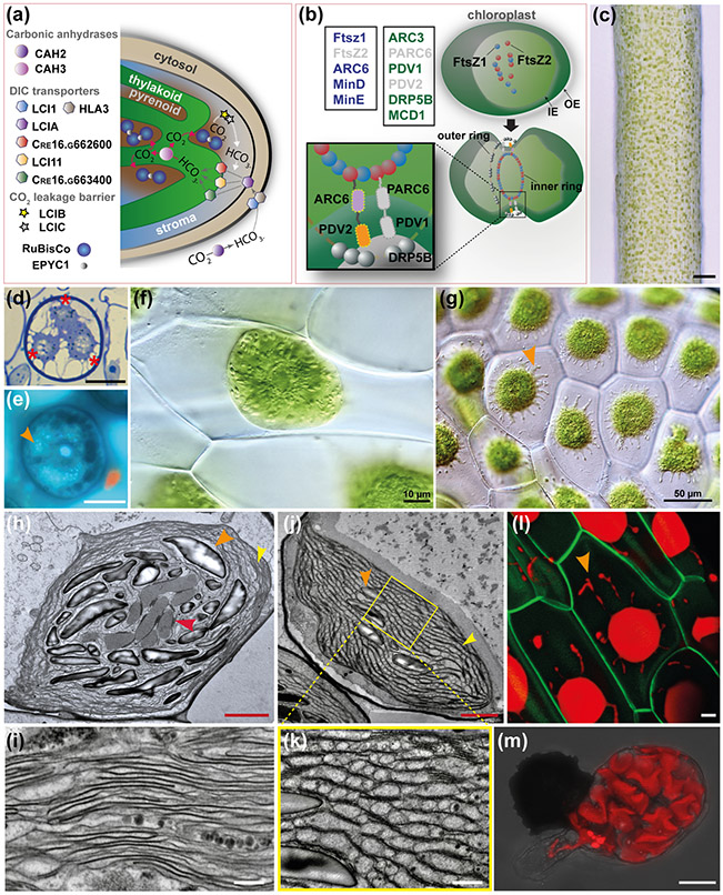 Fig. 7: