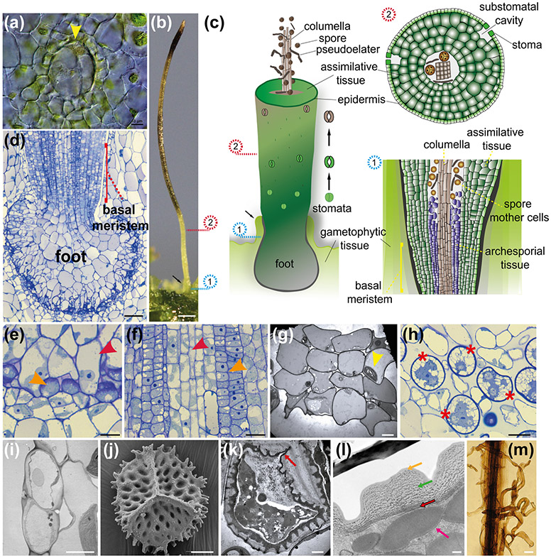 Fig. 6: