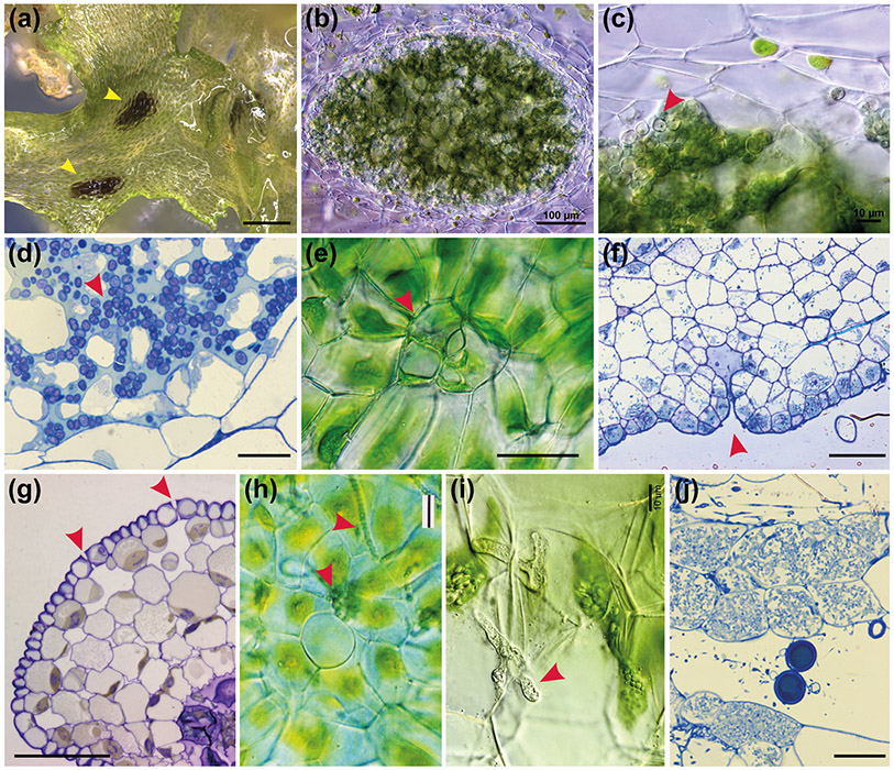 Fig. 8: