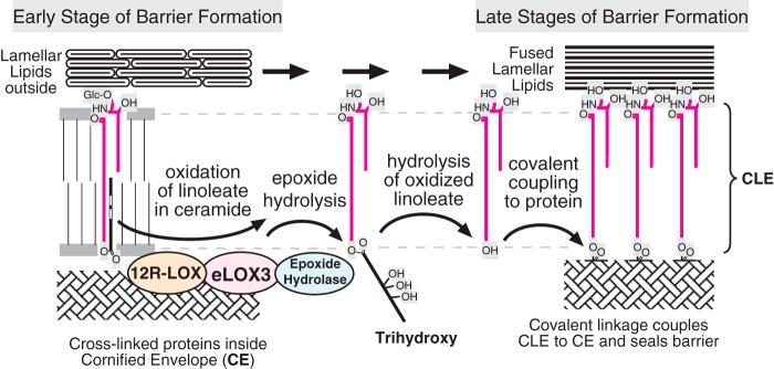 FIGURE 11.