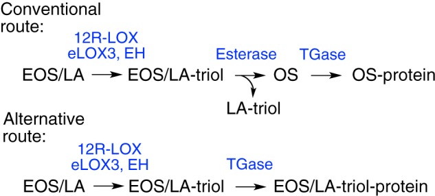 SCHEME 2.