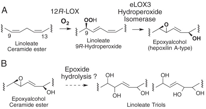 SCHEME 1.