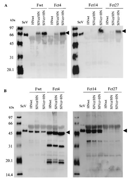 FIG. 3.