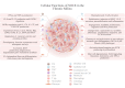 Graphical abstract