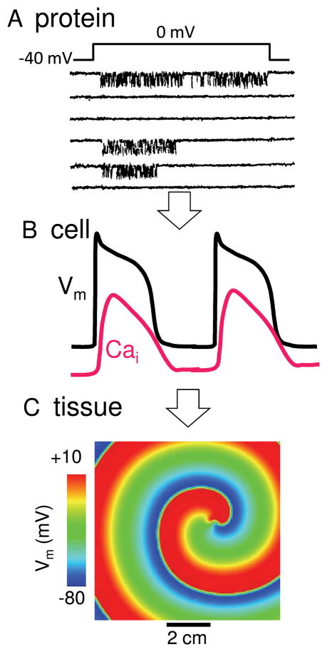 Fig. 1