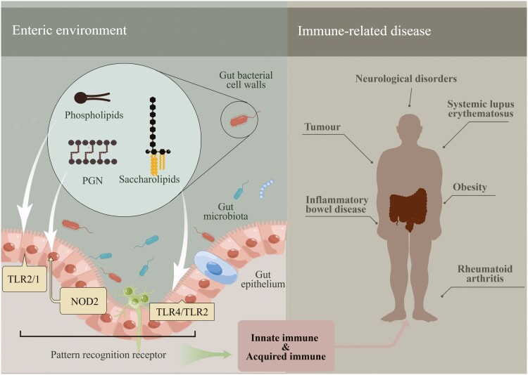 Graphical Abstract