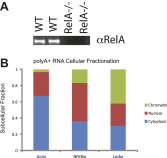 Figure 2—figure supplement 1.