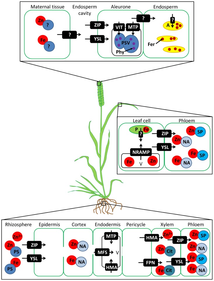 FIGURE 1