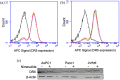 (a,b) Histograms showing the effect of nimesulide on DR5 expression in AspC1 and Panc1 cells. The x-axis shows the fluorescence intensity, which indicates the expression of DR5, and the y-axis shows the count. No significant change in fluorescence intensity was observed in cells treated with DMSO or nimesulide, which suggests that nimesulide is not affecting DR5 expression in these cell lines. (c) A western blot image showing the expression of DR5 in AsPC1, Panc1, and Jurkat cells in the presence and absence of nimesulide. A thick band was observed at ~55 kDa in all three cell lysates. A loading control (beta-actin) was also shown in the figure.
