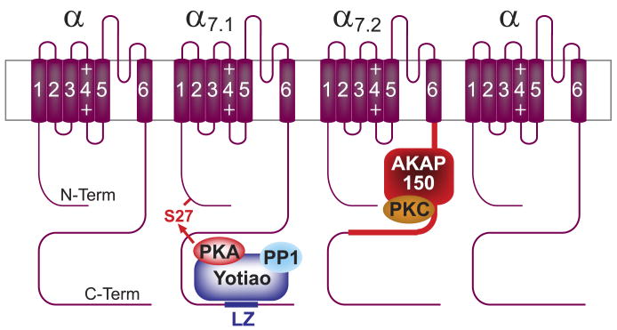 FIG. 12