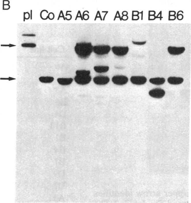 graphic file with name pnas00618-0043-a.jpg