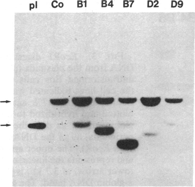 graphic file with name pnas00618-0044-a.jpg