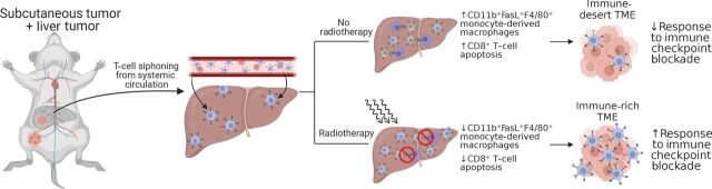 Figure 2. Schematic diagram showing experimental protocol for mice with subcutaneous + liver-tumor treated with no radiotherapy or with radiotherapy showing changes in the subcutaneous tumor as depicted in Yu and colleagues (37). Figure created with BioRender.com.