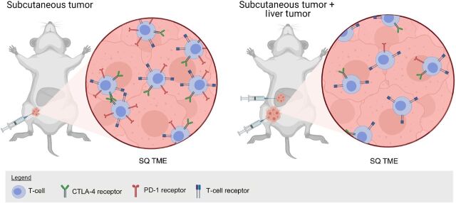 Figure 5. Mouse model with MC38 colon cancer syngeneic tumor implanted into the subcutaneous tissue or subcutaneous and liver as depicted in Lee JC and colleagues (54). In liver and subcutaneous tumor-bearing mice, there are reduced PD-1hi/CTLA-4hi CD8+ T cells, and these tumors have reduced response to PD-1 blockade. Figure created with BioRender.com.