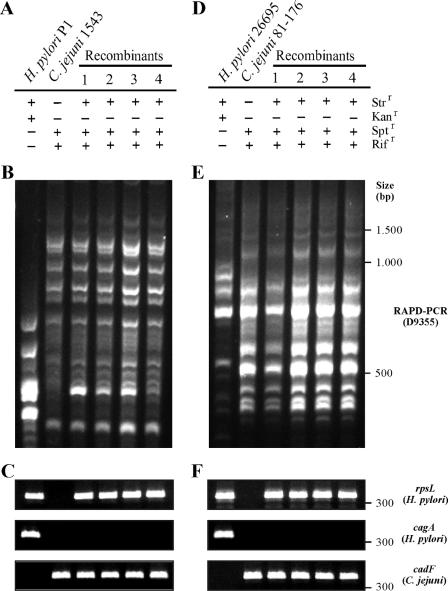 FIG. 1.