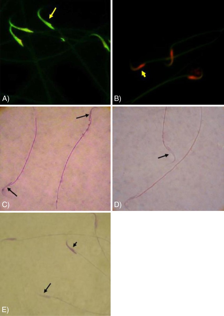 Fig. 9