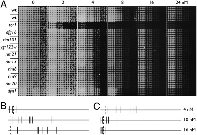 Fig. 5.