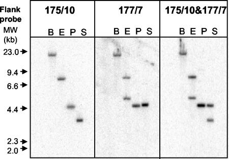 FIG. 2.