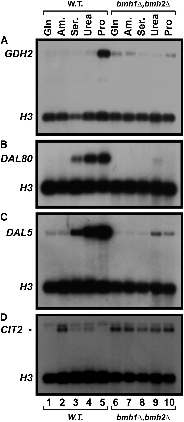 Figure 11