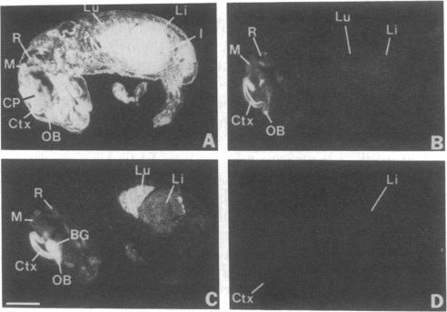 graphic file with name pnas00248-0413-c.jpg