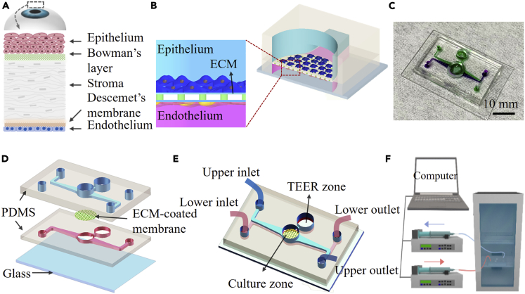 Figure 1