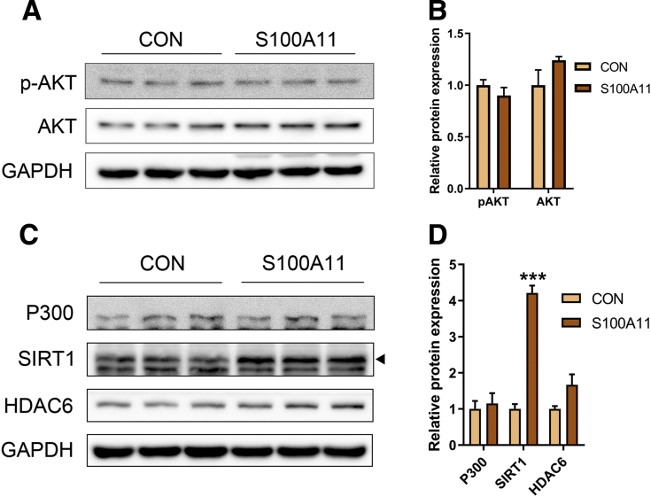 Figure 11