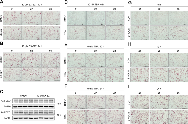 Figure 13