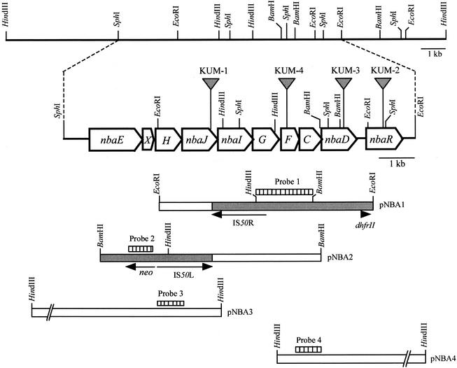 FIG. 2.