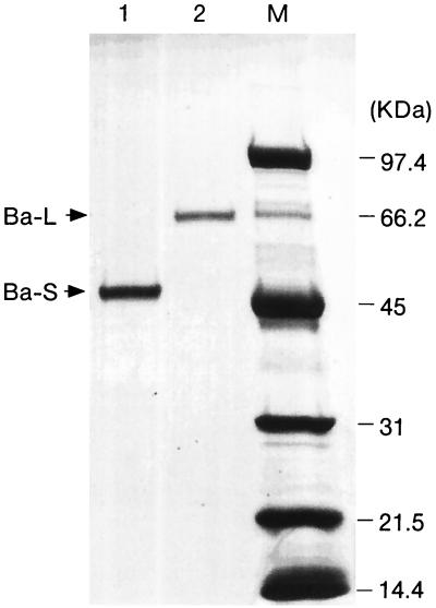 FIG. 1