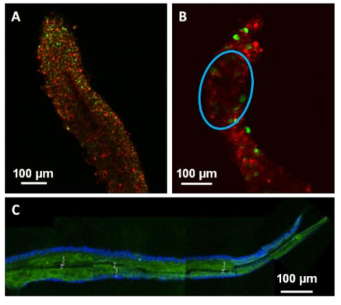 Figure 6