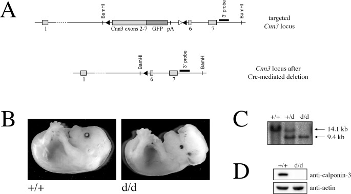 Fig 5