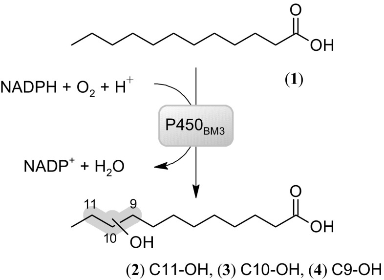 Scheme 2