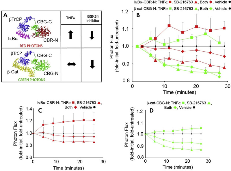 Multispectral luciferase complementation. A, The C-terminal fragment of click beetle green (CBG-C) was fused to β transducin repeats-containing proteins (βTrCP). The N-terminal fragment of click beetle red (CBR-N) was fused to IκBα. The N-terminal fragment of click beetle green was fused to β-catenin. The spectral emission of the reconstituted click-beetle luciferases maps to the N-terminal portion. Thus, light produced from the β-catenin/βTrCP interaction (green) can be resolved from the IκBa/βTrCP interaction (red) through spectral unmixing. B–D, The simultaneous quantification of the real-time switching of protein-protein interactions with βTrCP can be measured, depending on the exogenous stimulus or small molecule inhibitor. Data in red indicate IκBα/βTrCP interaction, and data in green indicate β-catenin/βTrCP interaction. (Reprinted, with permission, from reference 45.) GSK3β = glycogen synthase kinese 3 beta, SB-216763 = 3-(2,4-Dichlorophenyl)-4-(1-methyl-1H-indol-3-yl)-1H-pyrrole-2,5-dione.