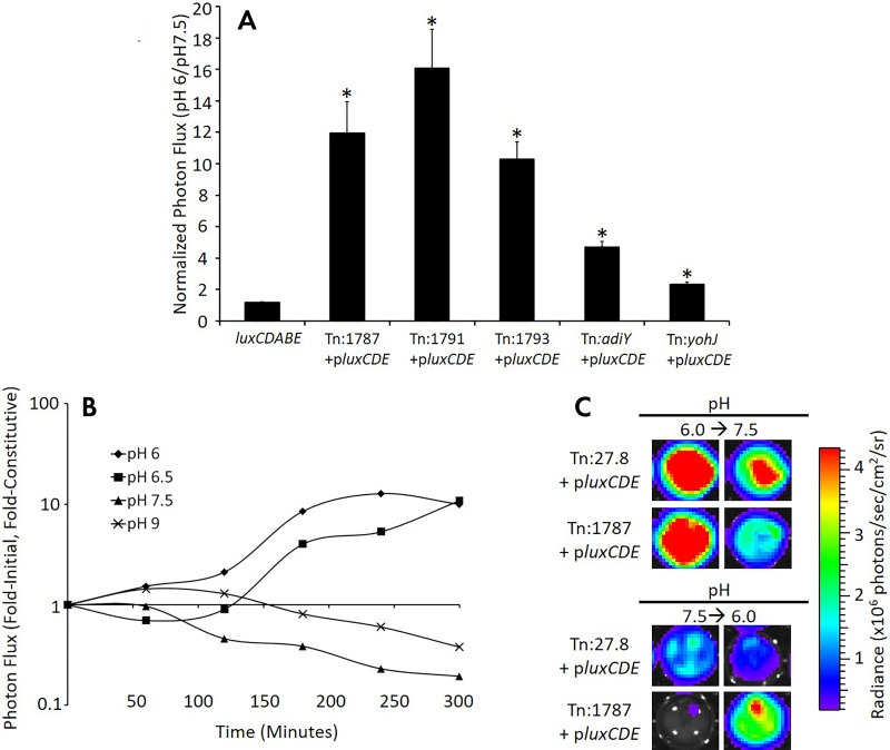 Acidic pH specifically and reversibly stimulates the STM Tn:1787 promoter. A, Bacteria were cultured in media of different pH values, and reporter activation by Salmonella library clones in low pH media (pH 6) were compared with reporter activation in normal pH (pH 7.5). Genes identified in the tumor cell coculture screen were activated in the context of acidic pH compared with pH 7.5. pMAAC001 and luxCDABE constitutively express plasmid-encoded and chromosomally encoded luxCDABE imaging reporters, respectively. Data were normalized as the ratio of the signal in media pH 6.0 to signal in media pH 7.5. Error bars correspond to standard error of the mean. B, Mice bearing B16F10 flank tumor xenografts were injected intratumorally with tumor-activated bioluminescent (Tn:1787+pluxCDE) or constitutively bioluminescent (Tn:27.8+pluxCDE) Salmonella. The excised tumors were then imaged hourly, and data are presented as the normalized signal at each time point. The normalized signal represents the ratio of the mean of the fold-initial signal of two Tn:1787+pluxCDE-colonized tumors to the mean of the fold-initial signal of two constitutive Tn:27.8+pluxCDE-colonized tumors. C, Representative tumor imaging ex vivo shows reversibility of the bioluminescent signal in the tumor-activated Salmonella. Images on the left show Salmonella-infected tumor explants after 6 hours of incubation at the indicated pH (pH 6.0, top; pH 7.5, bottom). Two hours later (8 hours total), media were removed and replaced with media of the indicated pH (pH 7.5, top; pH 6.0, bottom). Images on the right show Salmonella-infected tumor explants 4 hours after the pH of the media was changed. Note the reversibility of the bioluminescent signal (107). (Reprinted, with permission, from reference 107.)