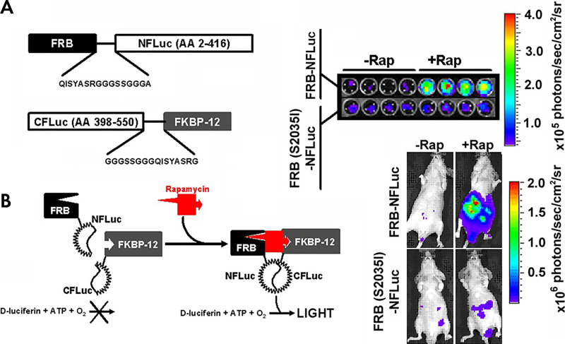 Luciferase complementation imaging. Genetically encoded luciferase complementation strategies enable noninvasive imaging of reversible protein-protein interactions and protein folding events in cellulo and in vivo (44,106). Multiple protein-protein interactions can be monitored through the use of multicolor click beetle luciferases by combining complementation strategies and spectral unmixing (45). A, The two interacting proteins are fused to the N-terminal fragment of the luciferase and the C-terminal fragment of the luciferase, respectively, with an interposed flexible glycine-serine linker. In this example, the two interacting proteins are the rapamycin-binding protein (FKBP) and FKBP rapamycin binding domain (FRB) that associate in the presence of rapamycin. When they associate, the luciferase active site is reconstituted, and light is produced. B, Rapamycin-induced light production is specific both in cellulo (top) and in vivo (bottom). A mutation known to abrogate the binding of rapamycin (S2035I) inhibits light production both in cellulo and in vivo. (Reprinted, with permission, from reference 7.) ATP = adenosine triphosphate, CFLuc = C domain of the luciferase, NFLuc = N domain of the luciferase, Rap = rapamycin.