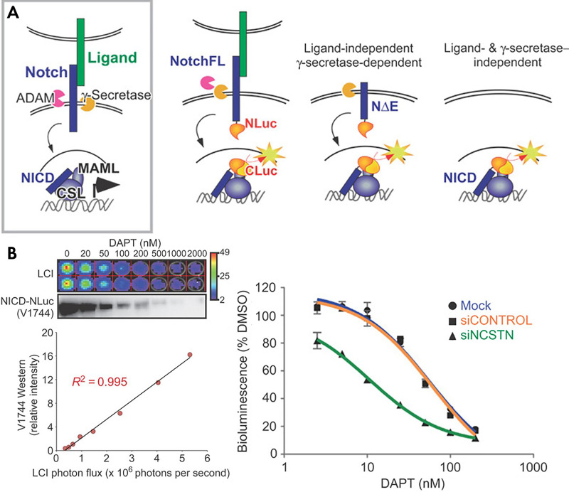 Reversible notch signaling reporter. A, In the endogenous Notch pathway, ligand binding leads to ectodomain shedding due to cleavage at the S2 site by ADAM, followed by intramembrane proteolysis at the S3 site by γ-secretase. The released Notch intracellular domain (NICD) translocates to the nucleus and interacts with the DNA-binding protein CSL to recruit MAML proteins and other coactivators to activate gene expression. In the split luciferase construct, each half of the luciferase is kept separated and dark until the pathway is fully engaged in the nucleus. B, The reporter recapitulates the dose response curve of the Notch pathway to DAPT both linearly and over a large dynamic range. This inhibition could be specifically sensitized with siRNA targeting NCSTN. (Reprinted, with permission, from reference 49.) CSL = CBF1/RBPjκ/Su(H)/Lag1, DMSO = dimethyl sulfoxide, LCI = luciferase complementation imaging, MAML = mastermind like.