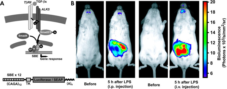 Transcriptional TGF reporter. A, TβRII = TGF-β-type II receptor, TF = transcription factor. B, SBE-luc reporter gene construct consisting of 12 SBE repeats, a herpes simplex virus thymidine kinase minimal promoter (TK), firefly luciferase or SEAP, and an SV40 late 5-bromo-4-chloro-3-inodolyl-β-d-galactopyranoside signal (A). B, LPS administration results in tissue-specific activation of the SBE-luc reporter in vivo, reflecting in vivo induction of SMAD pathways by the innate immune system. (Reprinted, with permission, from reference 56.) SBE = Smad-binding element, SEAP = secreted alkaline phosphatase, TGF = transforming growth factor.